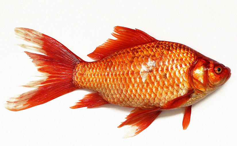 pesciolino rosso Raimondo goldfish